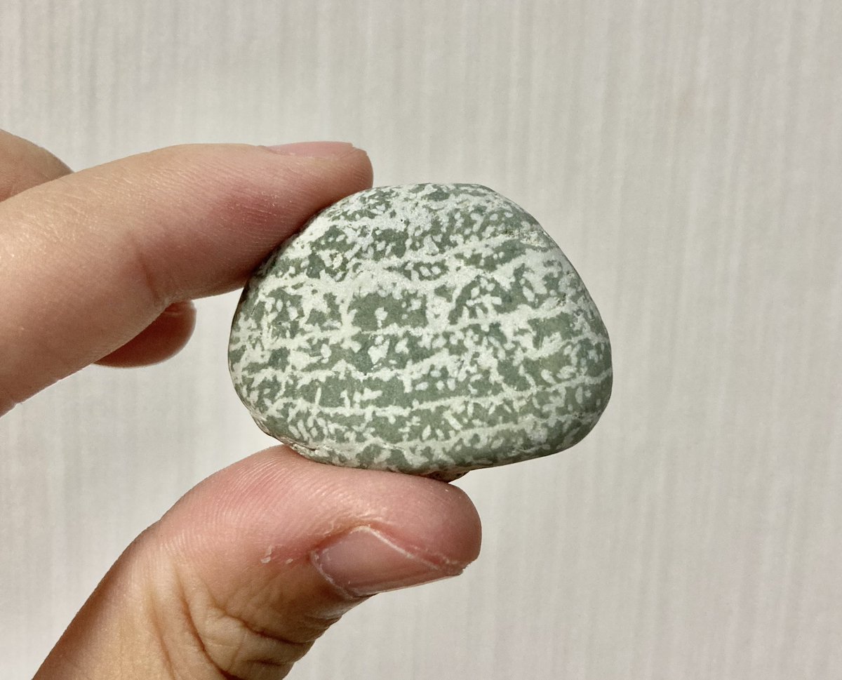 渡邉光子 tweet media