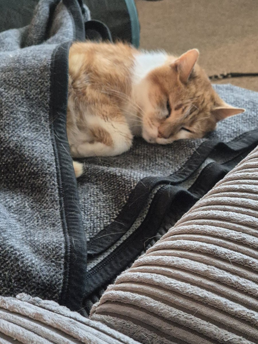 dooneydoo's tweet photo. @TheStourbridge 17 and fond of napping! https://t.co/4rmirwI42x