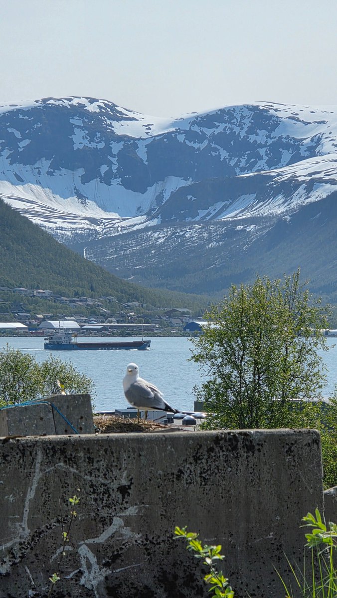 Few hours of summer and sun ☀️

#tromsø #tromso #summer #sunnyday #norway