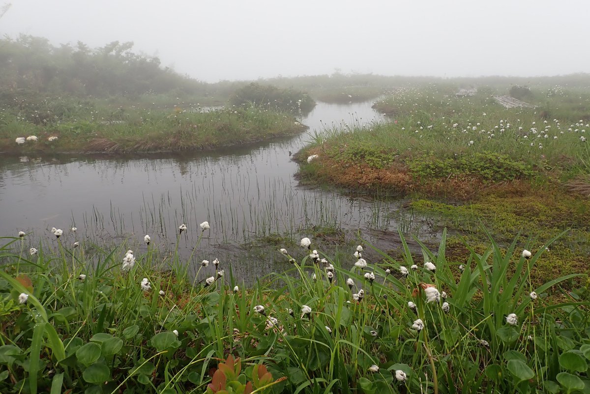 9KtceH0EWNA4wYW's tweet image. ちょっとフライングしたので、ワタスゲ満開でした。もう少し季節が進むと浮島はわやくになりますが、みんなが気持ちよく楽しむために、お昼休憩は謹んでもらいたいと思います。この日は、たまたま貸し切りでしたが、木道は休憩する場所ではないかと思います。
#白木峰　#富山県立自然公園　#tnfjp