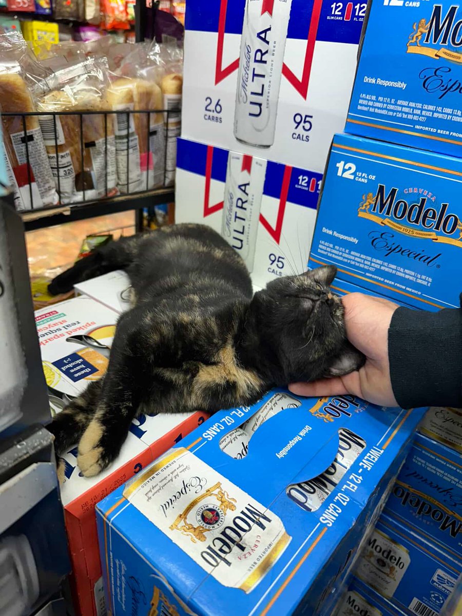 Bodega Cats (@bodegacats_) on Twitter photo 