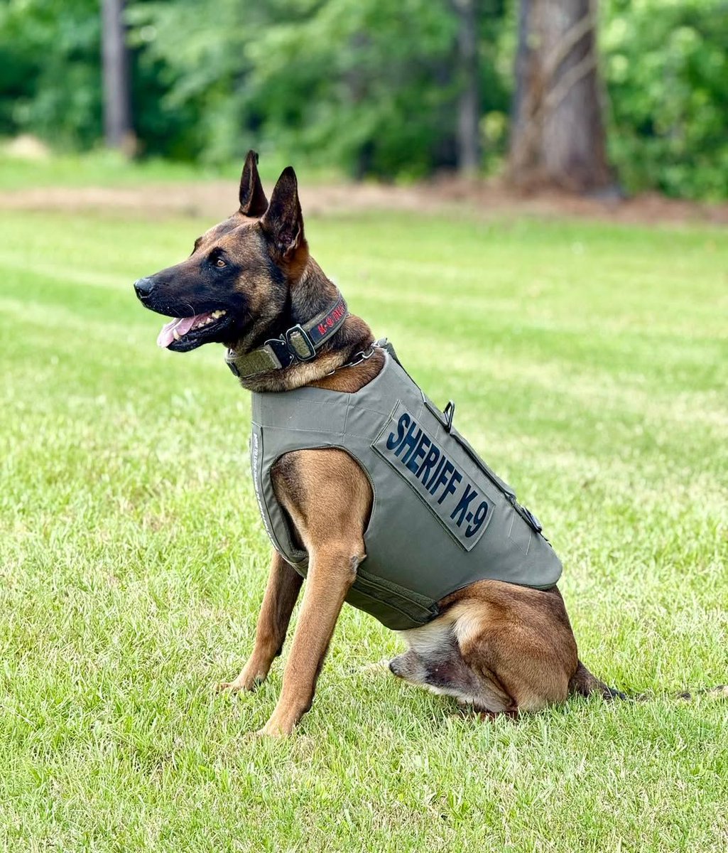 🐾 K9 Duco of Henry County Sheriff’s Office, GA, is now safer with a protective vest from VIK9s. 💙 Sponsored by Judy Shiflett of Columbus, GA, and featuring “Born to Love-Trained to Serve-Loyal Always.”

💼 Sponsor a vest today! 🐶 vik9s.org/become-a-spons…

#VIK9s #VestedK9