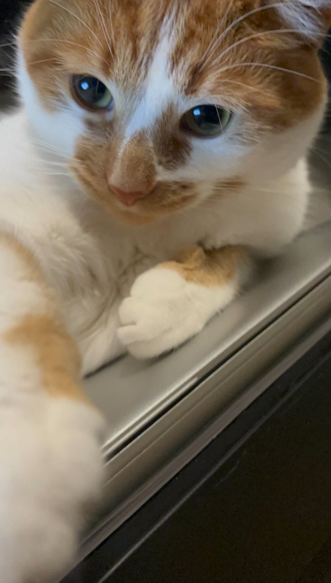 Jax (@jaxthecoocoocat) on Twitter photo 