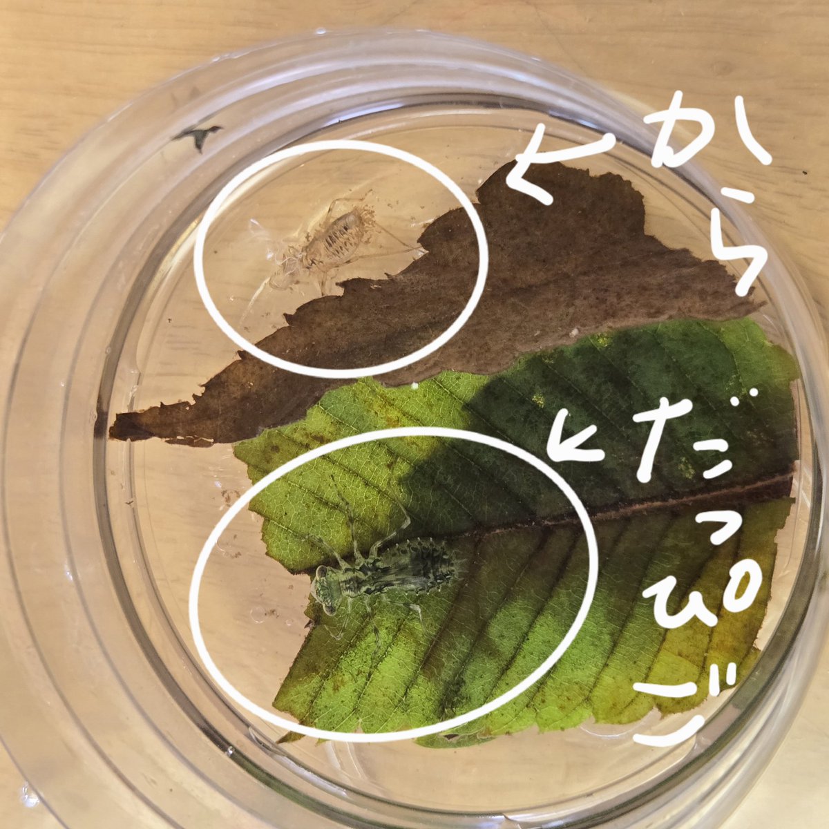 su_momo_37's tweet photo. 6/16　朝のぞいたら、我が家に来て2回目の脱皮！！！皆で大興奮。笑

緑の葉っぱを入れてるせいか、うちに来た時は薄茶だった身体が緑色……でも脱皮した殻は元の色だから、葉っぱの色が映ってるだけ？🤔今大きさ1.5㎝くらいだけど、まだ大きくなるのかな？🤔 https://t.co/NfWLnOmuq6