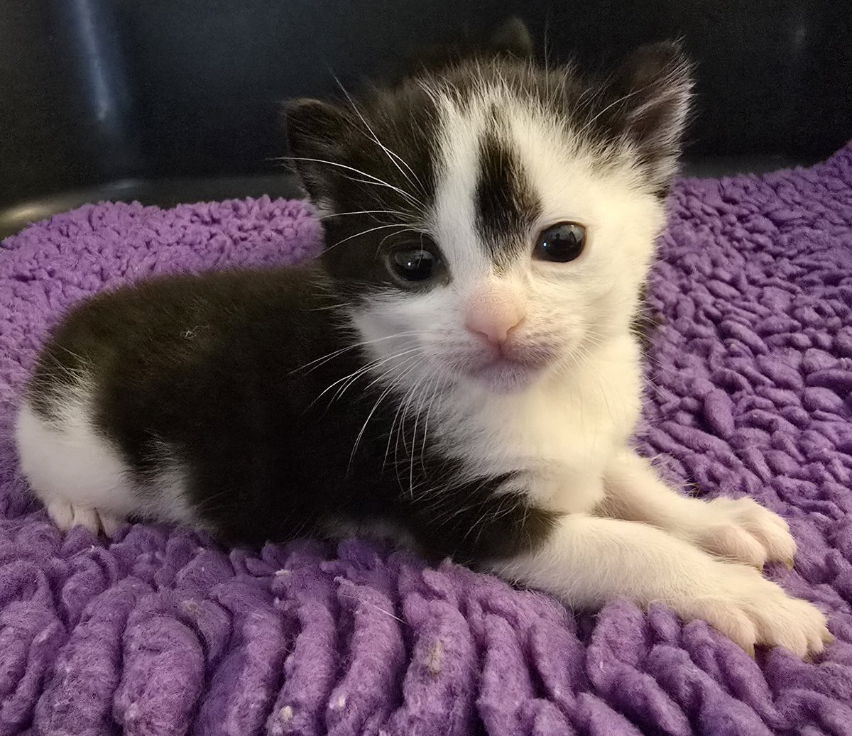 Giza Update  at Bradford Cat Watch Rescue and Sanctuary 
2 weeks ago at just 6 days old this brave boy had his severely infected leg amputated. 
Despite his heart stopping  mid  surgery Giza made a full  recovery  and just look at him now!!
#teambcwr