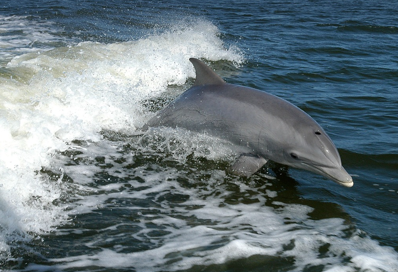 BangorBioZoo's tweet image. Synchronised breathing spreads diseases for Bottlenose dolphins and other cetaceans. New research contributions from @BangorUni staff bangor.ac.uk/news/2025-06-1… (pic janeb13)