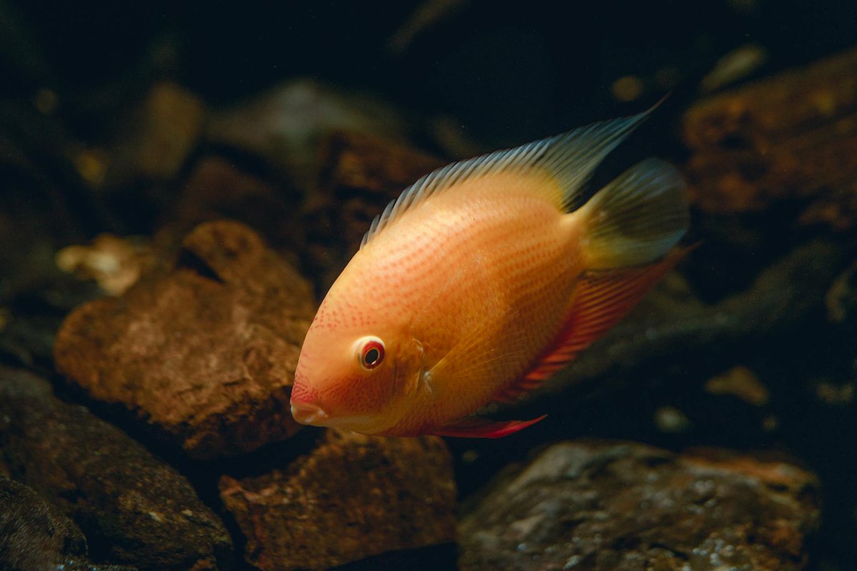 Beljeber139549's tweet image. Just spotted a rare dwarf gourami in my tank!��Its vibrant colors are unreal. Studying their behavior is my zen. Anyone else obsessed with freshwater fish? Share your faves! #FishHobby #AquariumLife #FreshwaterFish