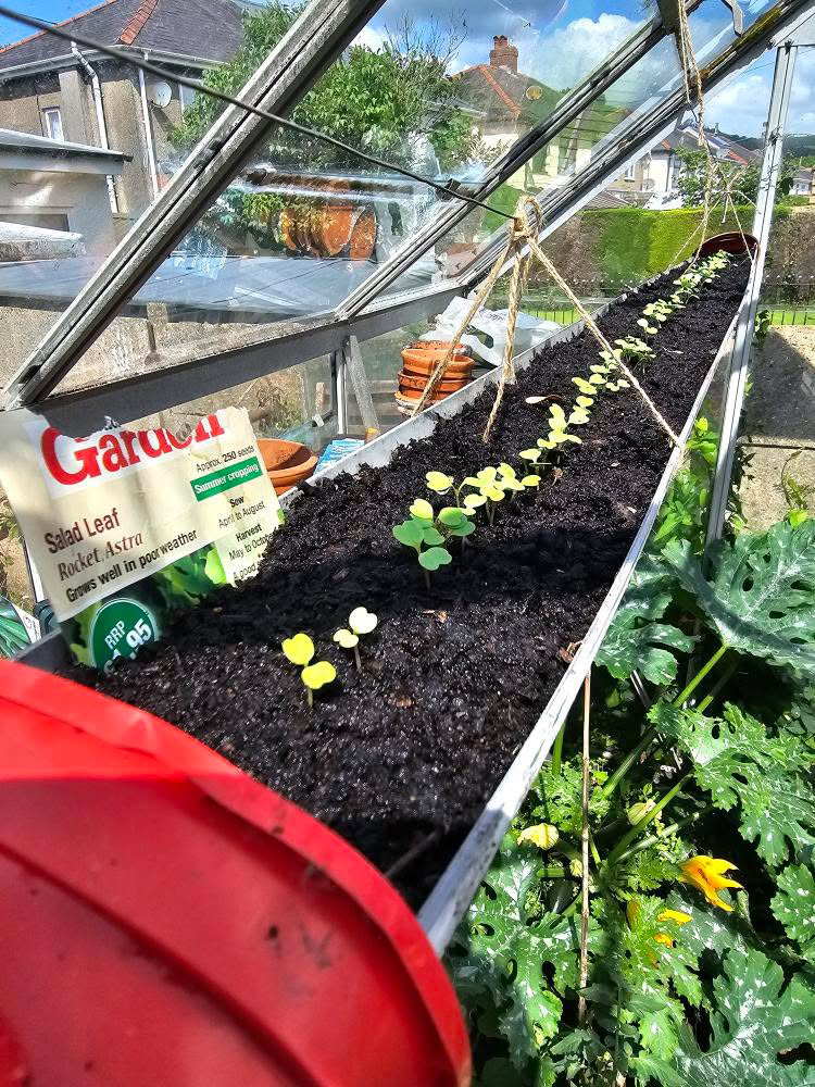 Interesting! KG follower and reader Howie Taylor is experimenting with our Rocket seeds by sowing in suspended guttering, with a view to max out his greenhouse space. It seems to be working! He’s trying it with peas and coriander too! 🫶

#kitchengarden #growing #growyourown