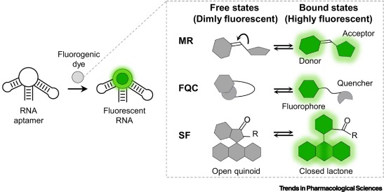 TrendsinPharma's tweet image. Fluorescent RNAs: new opportunities for drug discovery dlvr.it/TLNQxw