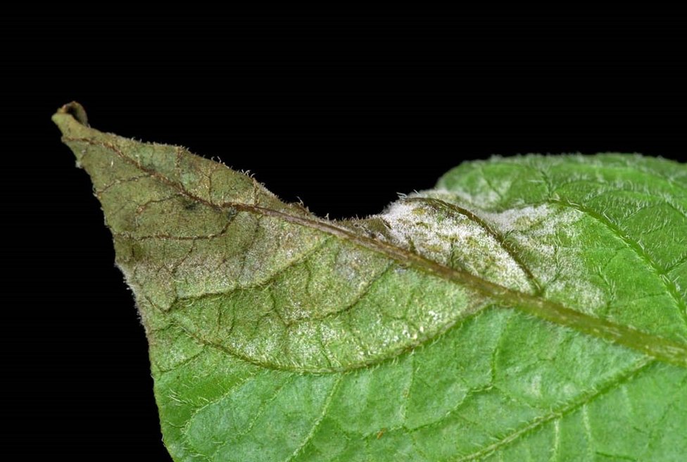 BritishPotato_'s tweet image. THE 2025 FAB campaign has begun... britishpotato.co.uk #potatofarming #potatogrowing #potatoblight #planthealth @JamesHuttonInst @FMCCorp @AgrovistaAMNTY @FrontierAg @Hutchinsons_Ag @gb_potatoes @McCainUKIE  @ScotAgCoOp @ProCamUK @PepsiCo @SRUC @Branston @AgriiUK