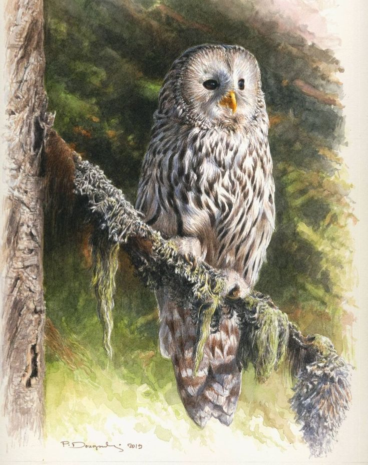 #OwlishMonday

🎨Paschalis Dougalis