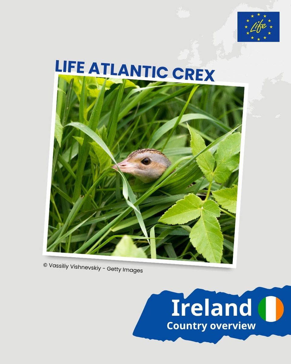 Have you ever seen a Corncrake in the Irish countryside? 🪶

#LIFEProject LIFE Atlantic Crex is improving the conservation status of the bird by enhancing special protected areas in Ireland.

Learn about this and LIFE projects in Ireland: europa.eu/!mNMtRK

#Natura2000