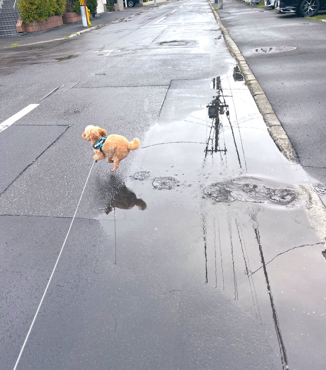 💖 (@twaniimals) on Twitter photo 