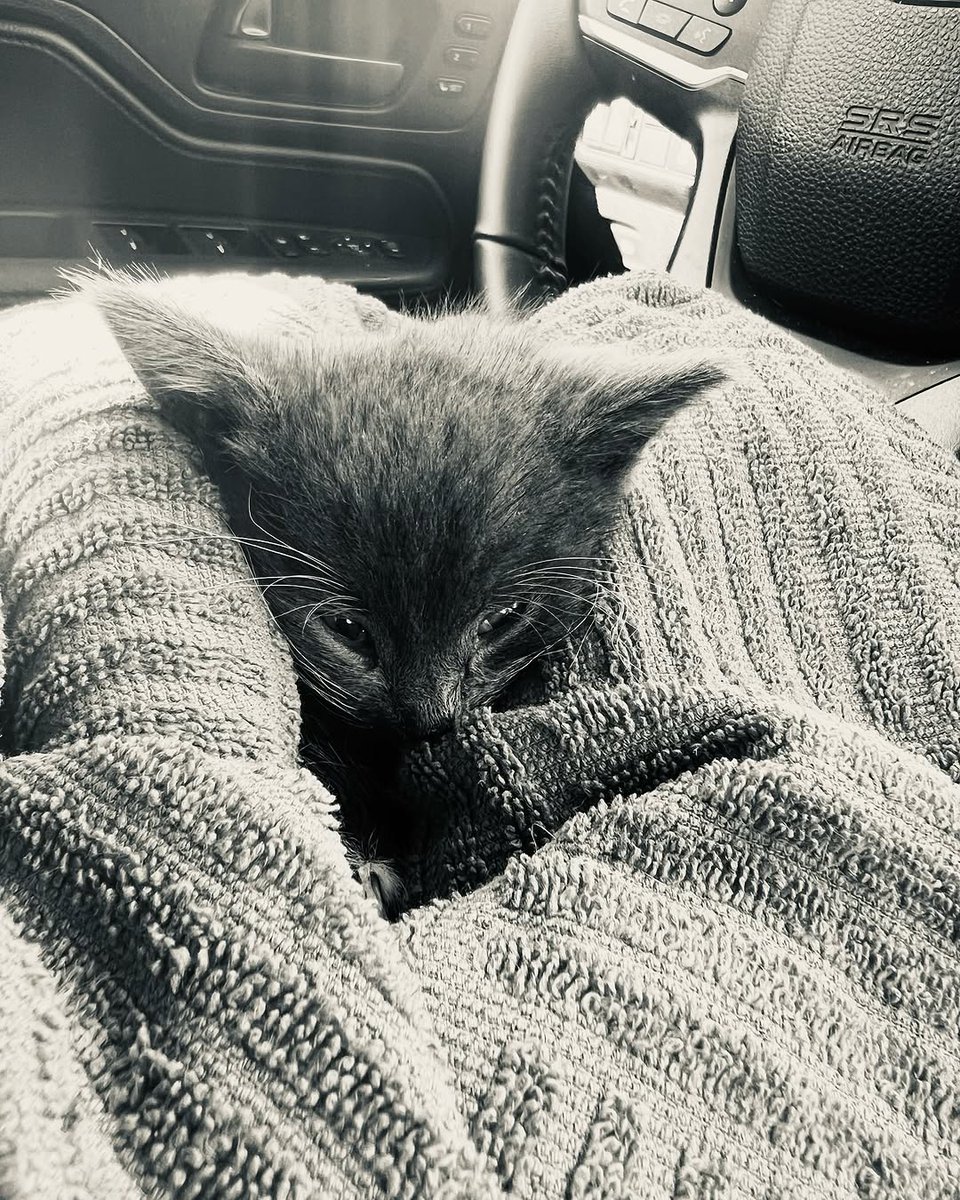 Mother Cat Rescue tweet media