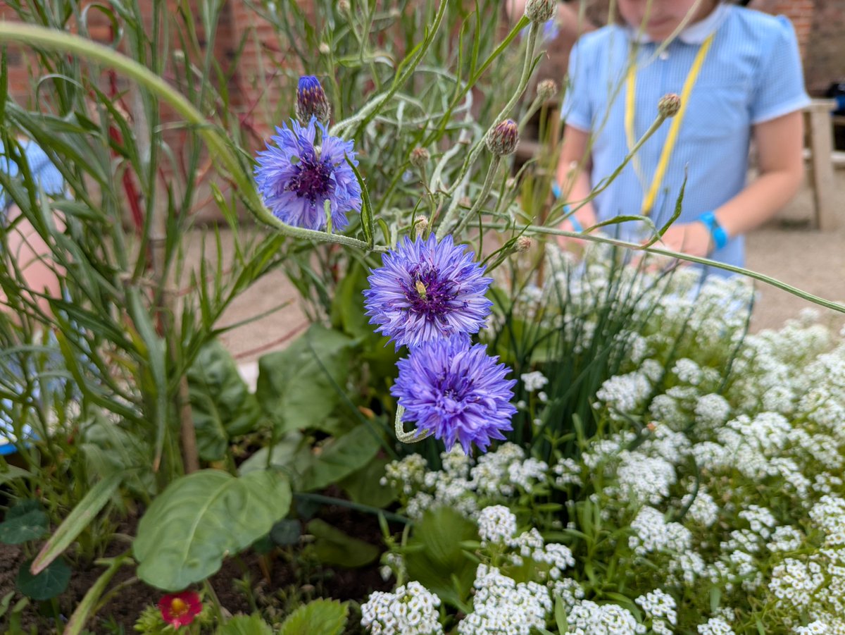 stphilipsrc's tweet photo. Now we're observing and drawing some of the beautiful flowers we can see ๐ปโ๏ธ๐ผ #StPhilipsScience @RHSBridgewater https://t.co/HdSwJTaWF3