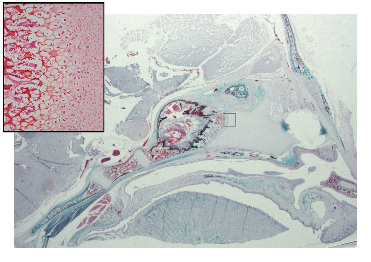 Tim Smith (@timsmit02313649) on Twitter photo Growth characteristics of hyaline cartilage shape not just the neurocranium, but also the face. See new work by Baldwin in a special issue of <a href="/AnatRecord/">The Anatomical Record</a> out this month anatomypubs.onlinelibrary.wiley.com/doi/10.1002/ar… Growth characteristics of hyaline cartilage shape not just the neurocranium, but also the face. See new work by Baldwin in a special issue of <a href="/AnatRecord/">The Anatomical Record</a> out this month anatomypubs.onlinelibrary.wiley.com/doi/10.1002/ar…