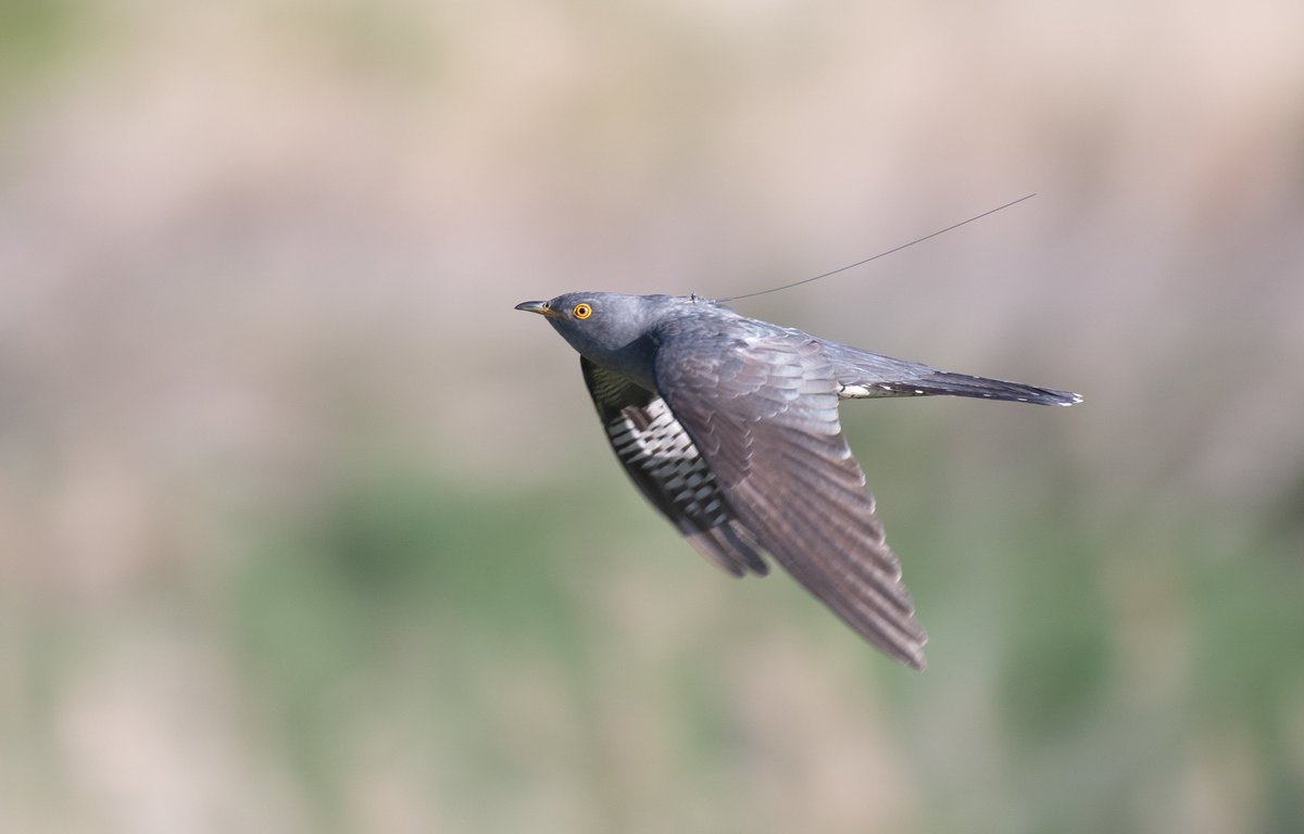 🎙Over 30% of UK breeding #Cuckoos have vanished since 1995. Scientists are tracking their epic 16,000 km migration with GPS &amp; satellite tags to uncover why - and how to help. 

Follow their journey &amp; learn more: bird-watchers.com/cuckoo-trackin…

📸 Tagged Cuckoo by Neil Calbrade / BTO