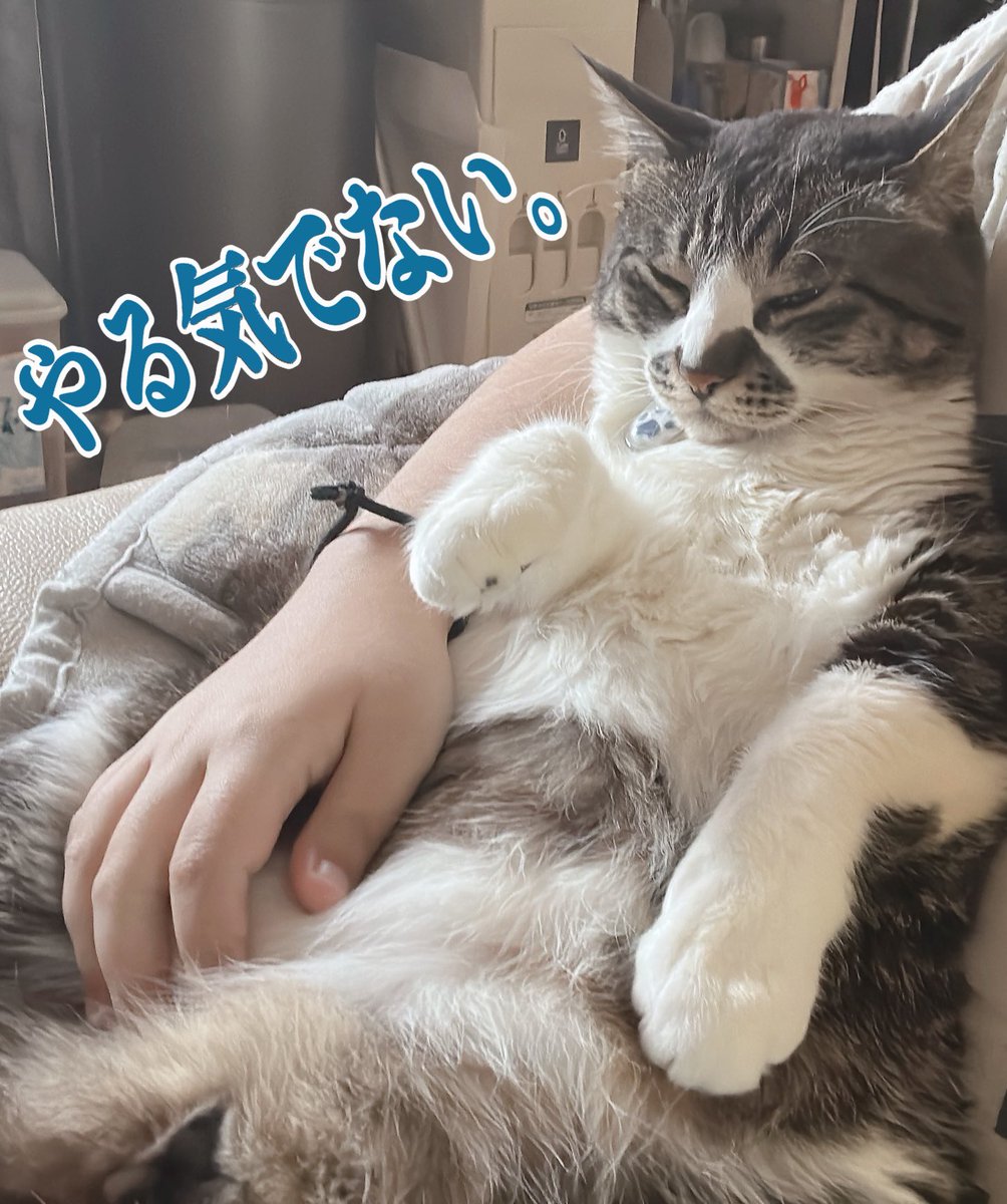 Mac_osu's tweet photo. 皆さんお久しぶりのお久しぶりです！
我が家のマック…一度8キロになったのを覚えていますでしょうか
それからダイエットをして一時は7.5キロに落ちたのですが…先日測ったところ…8キロに戻ってましたあああ😭
なんでだァァ😭隠れてなんか食っとるんかおめぇは！！
ワガママボデーなんとかしようよ… https://t.co/JgFE739HbD