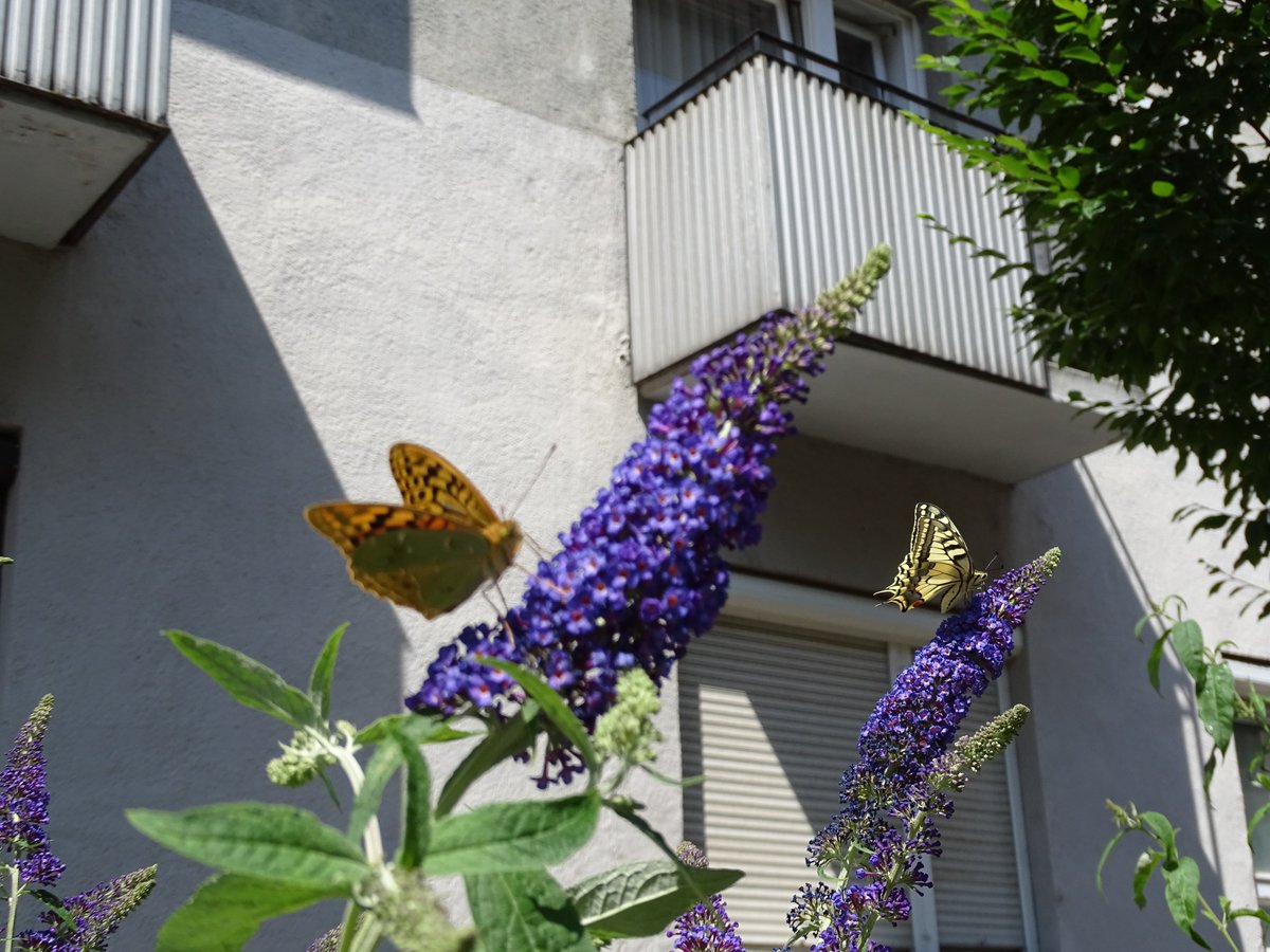 okovaros's tweet photo. 🦋
Protected butterflies in downtown Debrecen, Hungary 
Two years after planting Buddleja on a busy street, our summer shrubs are now attracting beautiful butterflies: Papilio machaon and Argynnis pandora — both protected species in Hungary.
#UrbanWildlife #UrbanNature https://t.co/2cZRw8I3k1