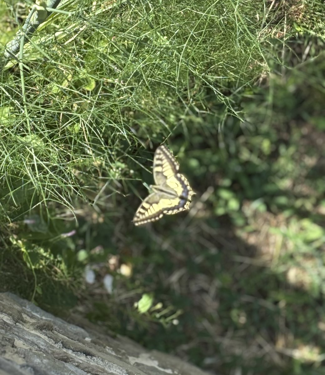 scichilol's tweet photo. A questa bella farfalla piace il finocchio selvatico :)
#macaone #Schwalbenschwanz https://t.co/heK7wYRUXV