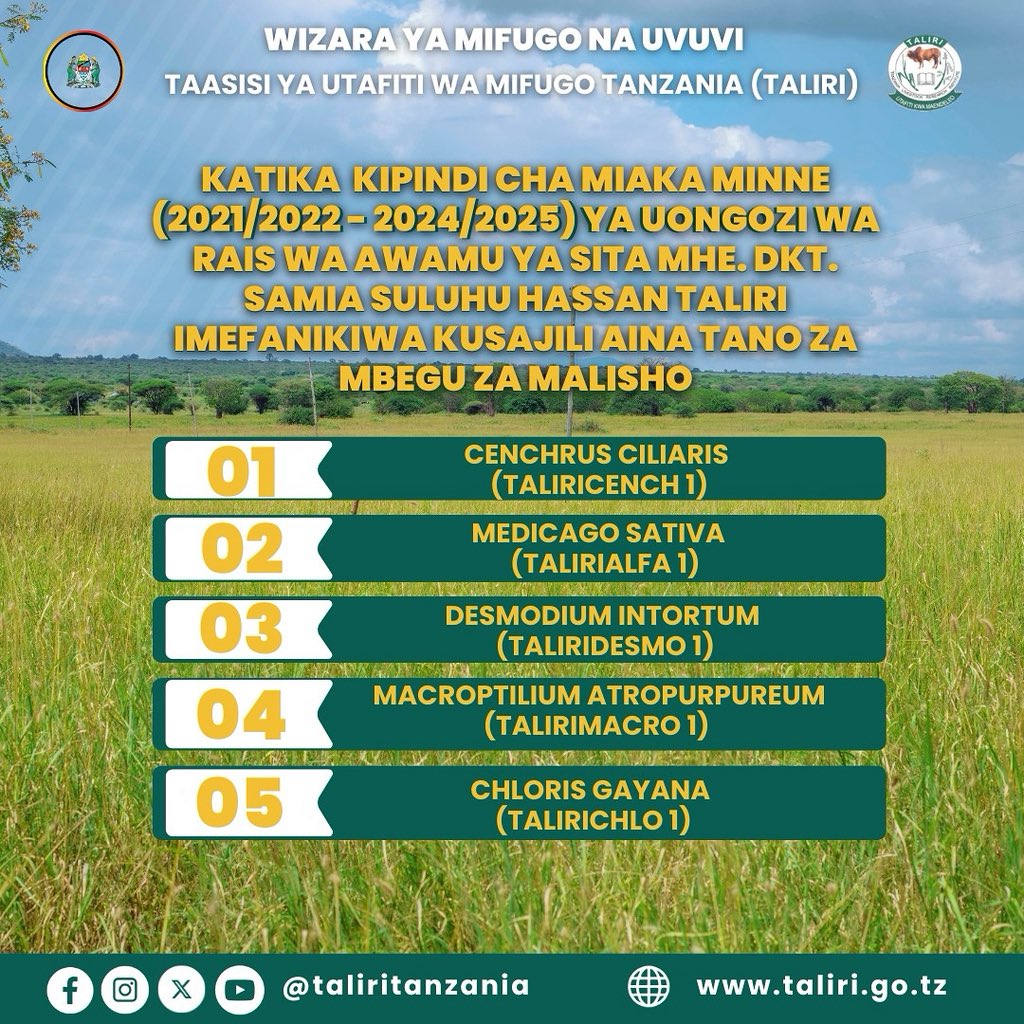 Taliri_TZ's tweet photo. Katika kipindi cha miaka minne (2021/2022 - 2024/2025) Taasisi ya Utafiti wa Mifugo Tanzania (TALIRI) imefanikiwa kusajili aina tano za mbegu za malisho https://t.co/vl7LGXf0jk