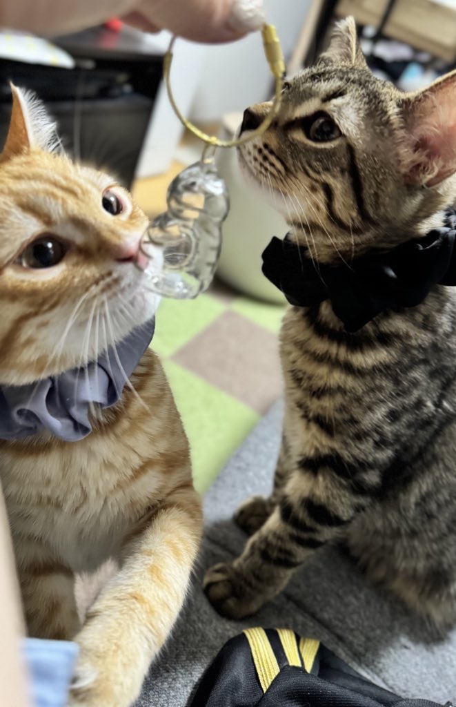 9bMayu's tweet photo. 人の優しさに触れた1日🌱
無事キジトラ、茶トラ🐈
朝から並んだ甲斐あり◎
うちの子のけだまだま https://t.co/3PKZAmhDNG