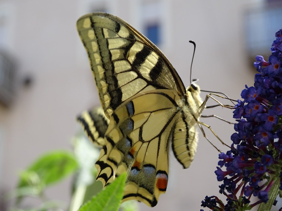 okovaros's tweet photo. 🦋
Protected butterflies in downtown Debrecen, Hungary 
Two years after planting Buddleja on a busy street, our summer shrubs are now attracting beautiful butterflies: Papilio machaon and Argynnis pandora — both protected species in Hungary.
#UrbanWildlife #UrbanNature https://t.co/2cZRw8I3k1
