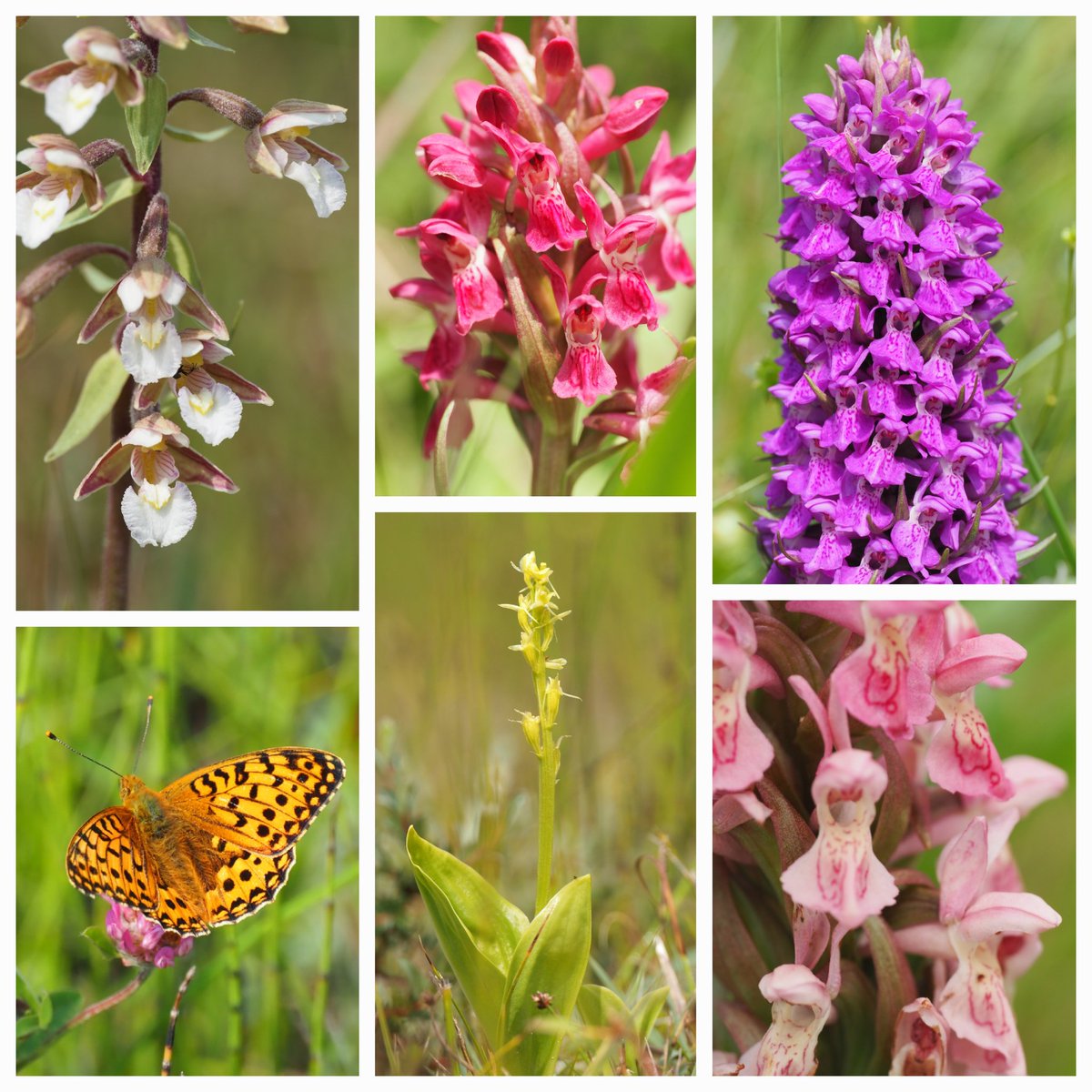 DeniseHarper26's tweet photo. 14.6.2025
Kenfig NNR.

A trip to find Fen orchids for my grandson. Much wetter than on previous visits, and no Fen orchids at our usual spot, but with some timely help from friends, we found some in another location. 

@KenfigWarden @ukorchids @savebutterflies @BSBIbotany #Kenfig https://t.co/RxnlUj7po2