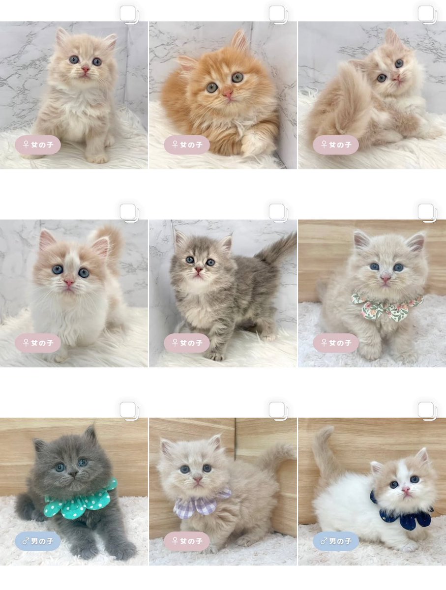 ð«§ æç¥ã®ç«ã¡ããå°éïŸïŸïŸïœ°ïŸïŸïœ° ð«§ (æ ª)LEGARE (@legaremeow) on Twitter photo ããã°ãã¯ðâš
ã
€
â«ïžInstagramïŒåç«ã¡ããäžèЧïŒ
â«ïžã¿ããªã®åç«ããªãŒããŒ
ã
€
æŽæ°ããŸããâ
ã
€
ãããããããã£ãŒã«ã®ãªã³ã¯ããã¢ã¯ã»ã¹ãã§ããŸãã®ã§ïœ€ãã²ã確èªãã ããð±*
#ç«å¥œããããšç¹ãããã
#ç« #ãã
#ç«ã®ããæ®ãã ããã°ãã¯ðâš
ã
€
â«ïžInstagramïŒåç«ã¡ããäžèЧïŒ
â«ïžã¿ããªã®åç«ããªãŒããŒ
ã
€
æŽæ°ããŸããâ
ã
€
ãããããããã£ãŒã«ã®ãªã³ã¯ããã¢ã¯ã»ã¹ãã§ããŸãã®ã§ïœ€ãã²ã確èªãã ããð±*
#ç«å¥œããããšç¹ãããã
#ç« #ãã
#ç«ã®ããæ®ãã