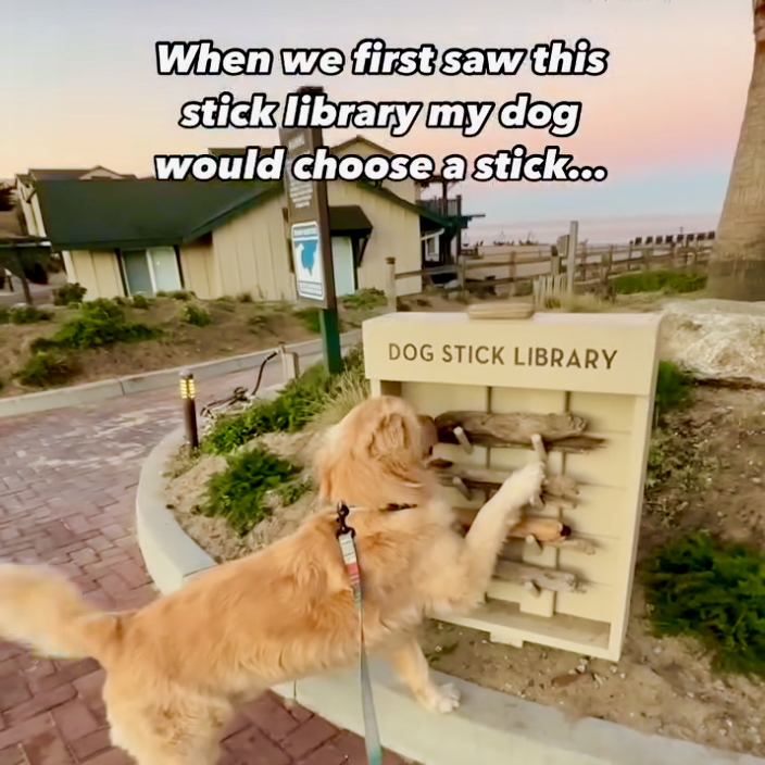 Liebe <a href="/StadtThun/">Stadt Thun</a>, mein Hund und ich hätten da eine Idee für die schöne Wiese am Ende des Scherzlig-Wegs ...
#dogsticklibrary