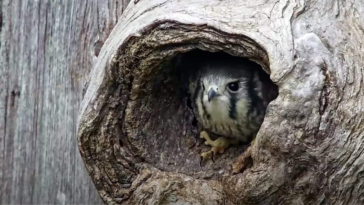 And just like that, 5 fledgling falcons are out into the world and the <a href="/WI_KestrelCam/">WisconsinKestrels</a> is closing up shop for the season. Watch the fledging supercut at 

youtu.be/BPQQpcTIPZw 

Thanks to our partners at Raptor Resource Project for helping make it all happen—see you next year!