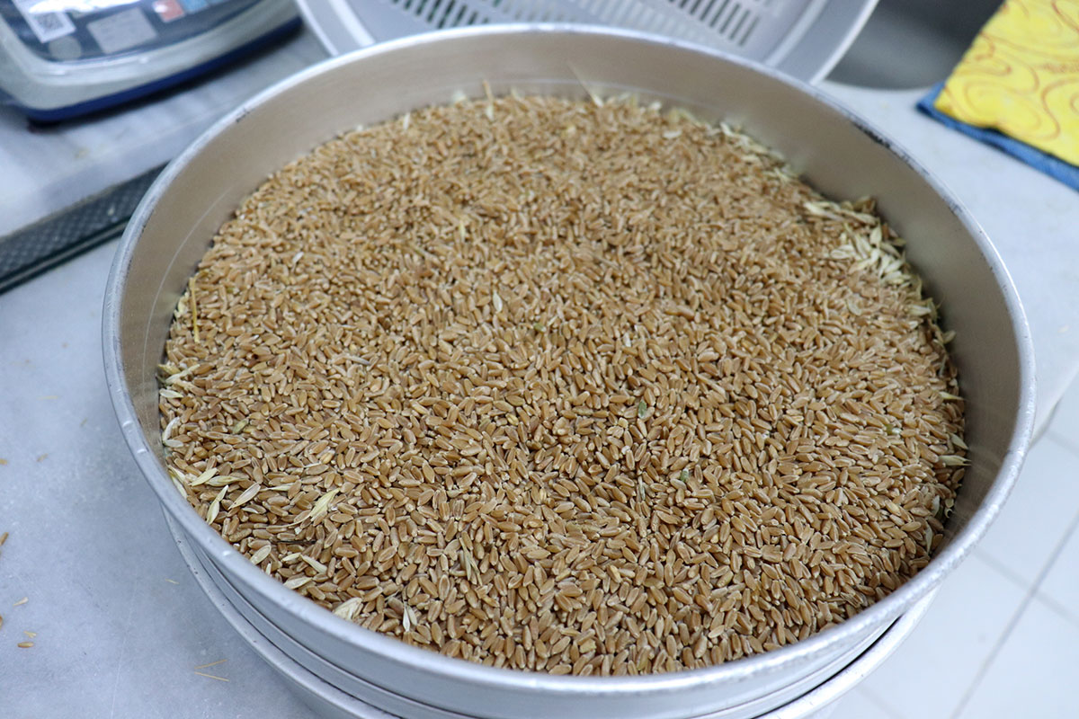 ✅2025 hasat sezonu biçilen ilk Buğday mahsulü, Borsamız üyesi Şenol TURAN tarafından, analiz için Borsamız Ürün Tahlil Laboratuvarına getirildi.
✅Yeni hasat sezonunun Borsamız üyelerine, üreticilerimize, bölgemize ve Ülkemize hayırlı ve bereketli olmasını dileriz.