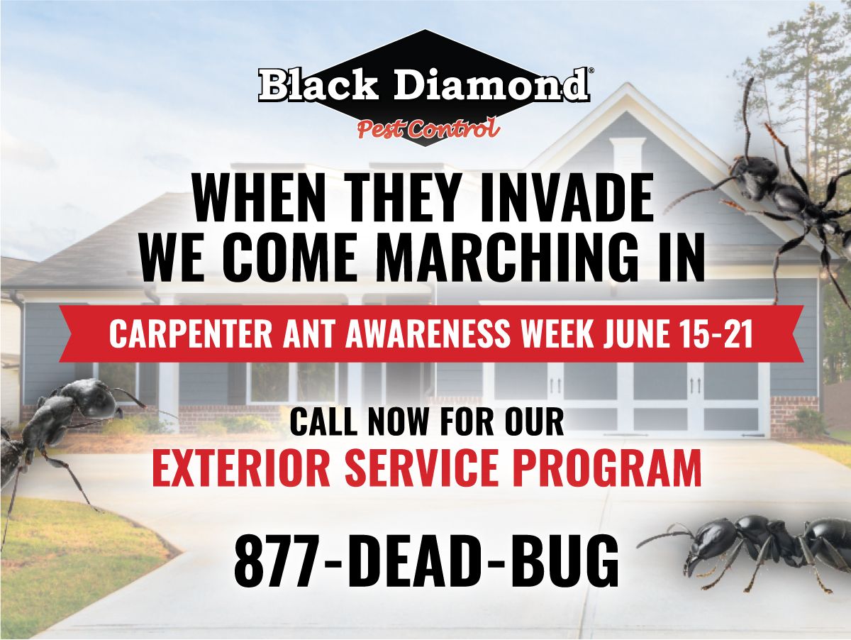 877DEADBUG's tweet image. It's #CarpenterAntAwarenessWeek! 🐜 👀
.
.
.
#AntControl #AntTreatment #Ants #CarpenterAnts #PestControl #BlackDiamondPestControl