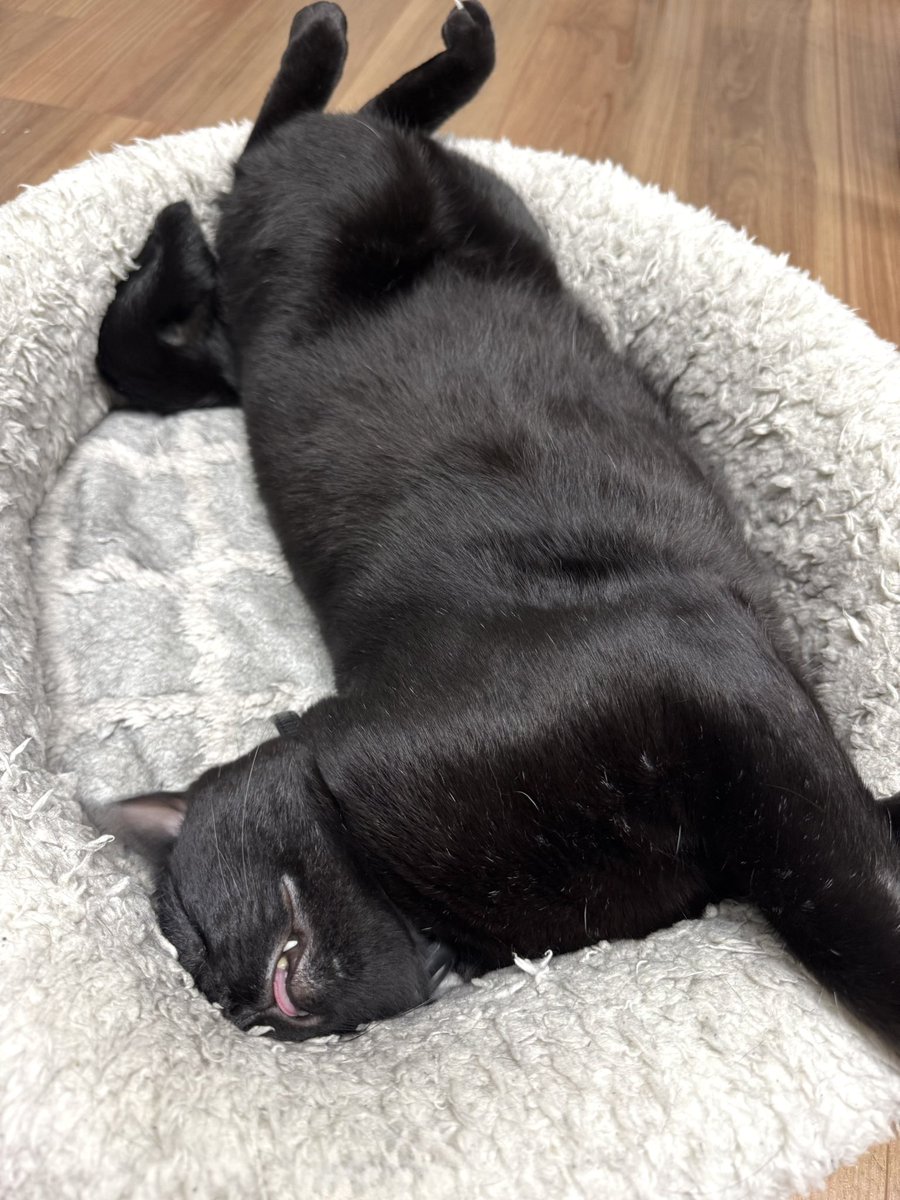 u__asa's tweet photo. へそ天舌だし黒猫💤 https://t.co/l080dbryq3