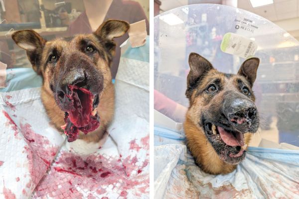 Veterinary Practice News tweet media