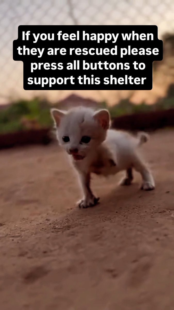 Shere this video to go viral please #animallovers #catlovers #petlovers #savethis #kitty #cute #cat