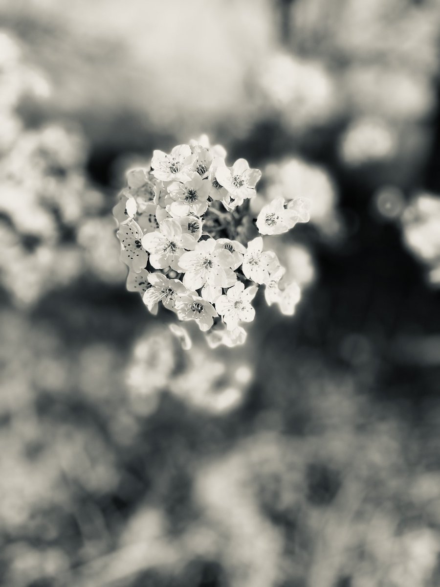 <a href="/A_ZofWonderment/">Toula Grayce Mavridou-Author & Photographer-No DMs</a> It's #MonochromeMonday!