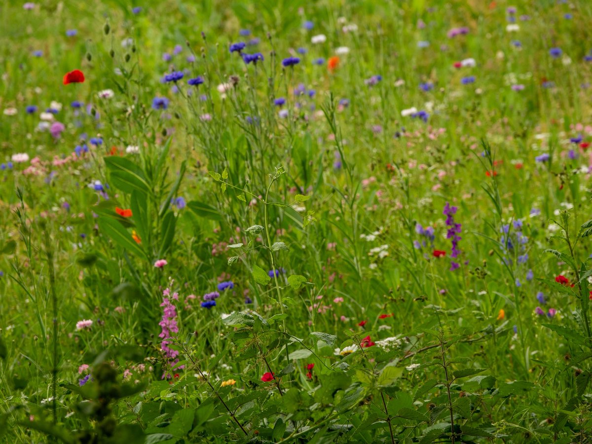Wildflowers at Whatman Park 🤩🌼🌸

There is a stunning display of wildflowers between the Riverstage Arena and The Islands Nature Reserve.

Make the most of the sunshine and head down to Whatman Park. It’s a ten-minute stroll from the town centre.

#maidstone