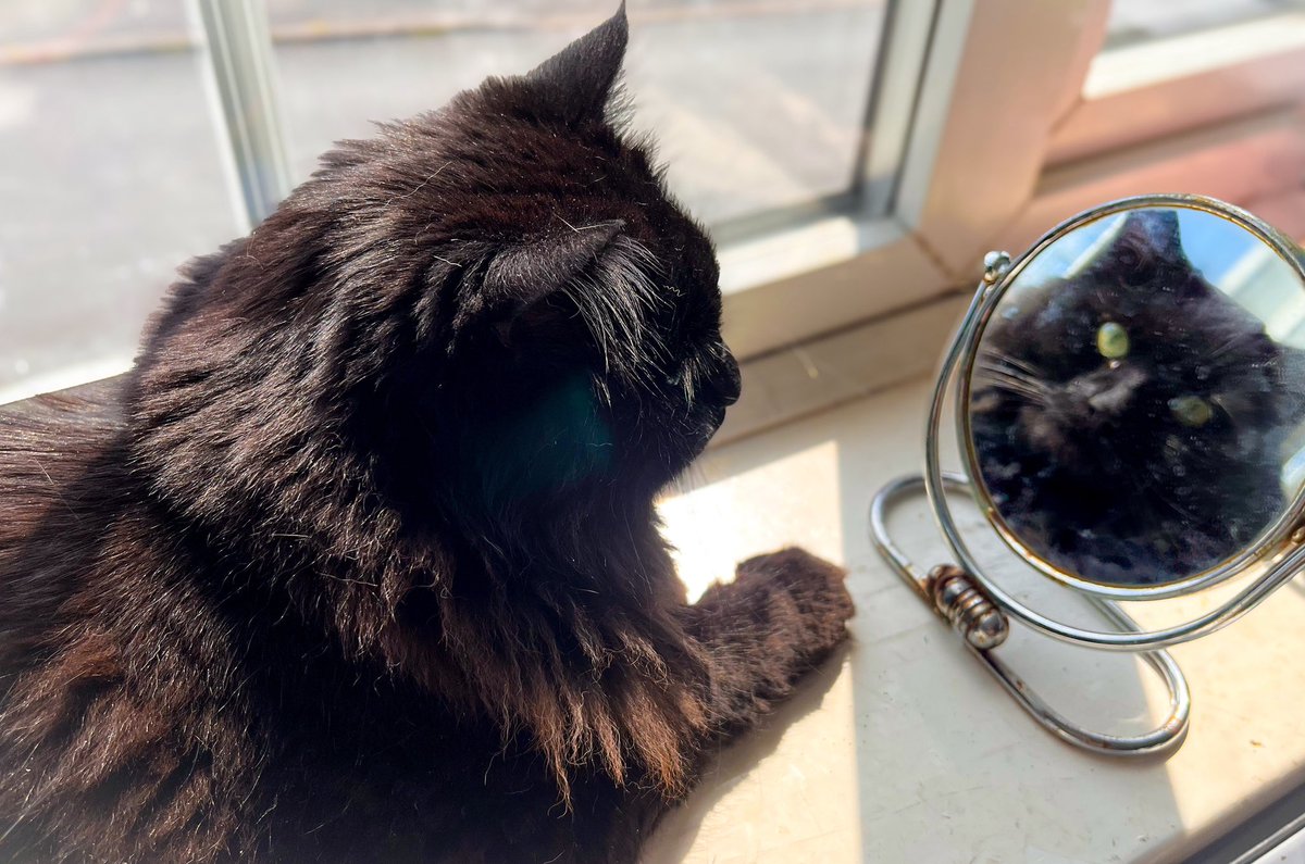 Cristina Costache 🧡💛🤍💙 tweet media