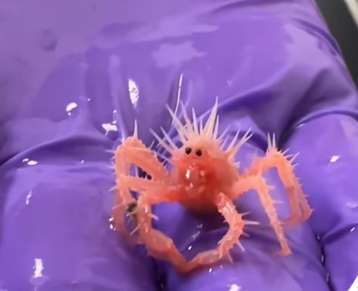 얘가 커서 킹크랩된다는게 ㅈㄴ하찮고귀여움