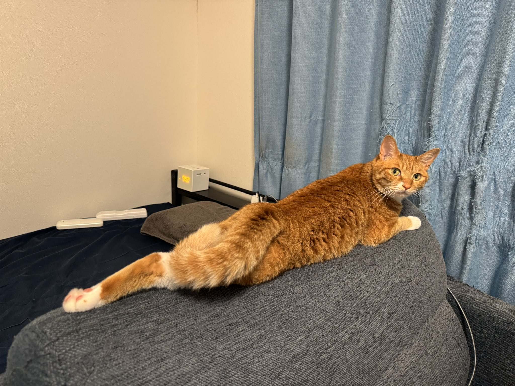 s8kさま専用です。forestsydukkeの猫 s8kさま専用