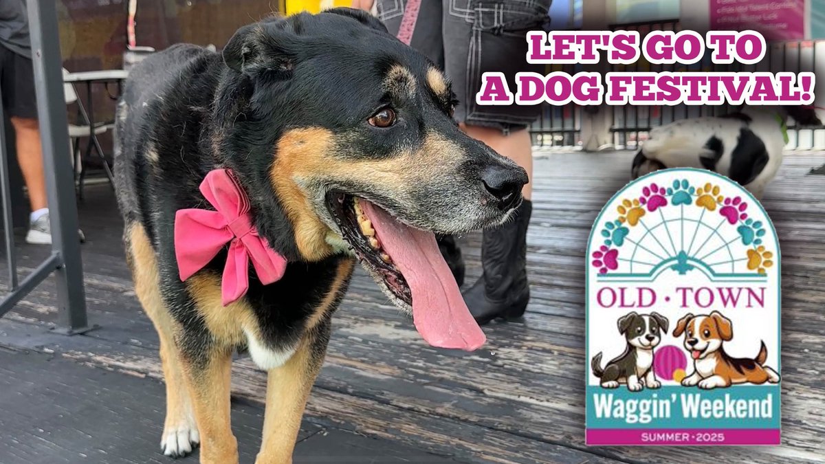 Jim O'Rear (@jimorear) on Twitter photo Get ready for tail-waggin’ fun at the Old Town Kissimmee Dog Festival: Waggin’ Weekend… in this video! youtu.be/gL949W-Wlz0
#WagginWeekend #DogFestival #OldTown #DogLover #FurBaby #Kissimmee #DogLife #OldTownUSA #Puppies #Festival <a href="/MyOldTownUSA/">My Old Town USA</a> Get ready for tail-waggin’ fun at the Old Town Kissimmee Dog Festival: Waggin’ Weekend… in this video! youtu.be/gL949W-Wlz0
#WagginWeekend #DogFestival #OldTown #DogLover #FurBaby #Kissimmee #DogLife #OldTownUSA #Puppies #Festival <a href="/MyOldTownUSA/">My Old Town USA</a>