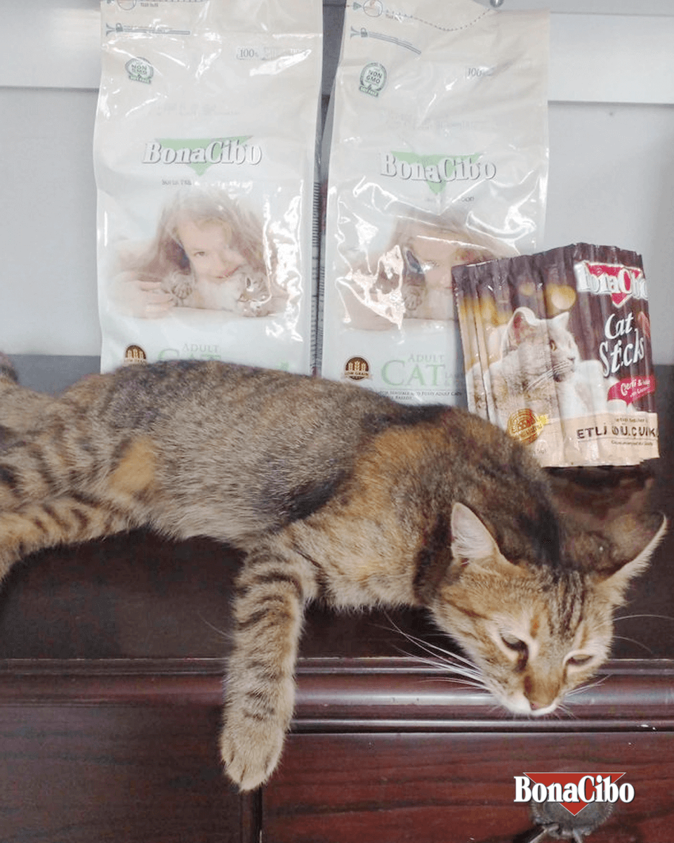 Bizdeki #BonaCibo rahatlığı! 😻🐾

📸: Neslihan Ulubilgin