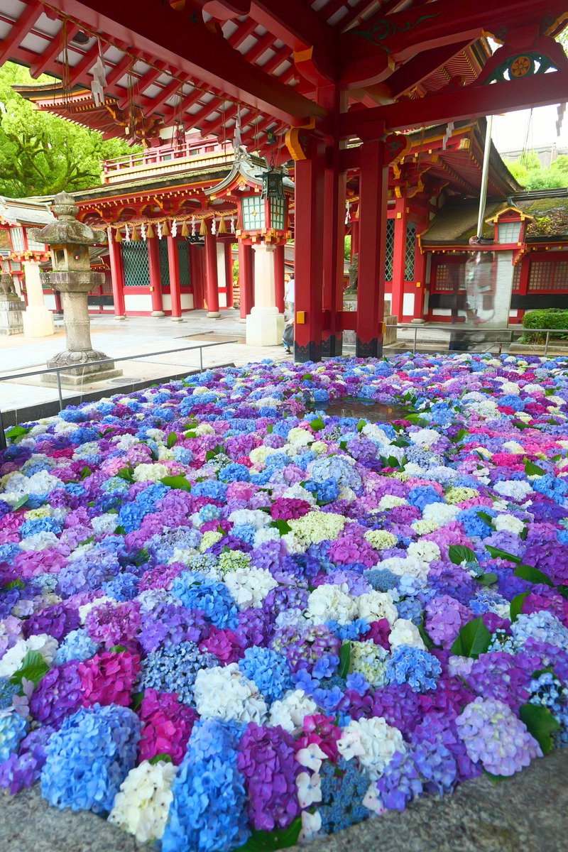 teawhai's tweet photo. 太宰府天満宮 花手水 https://t.co/cqSxB2dgiq