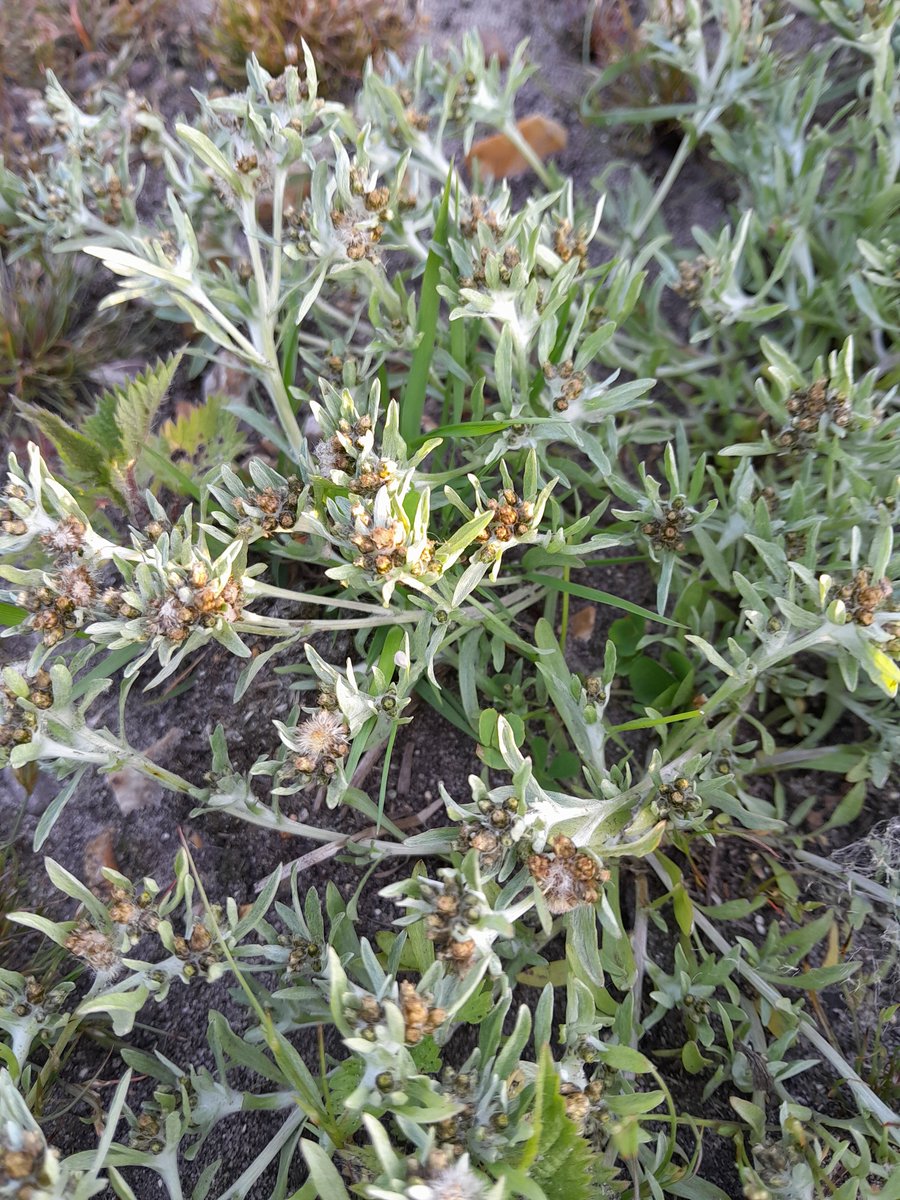 Breckland Farmers Wildlife Network tweet media