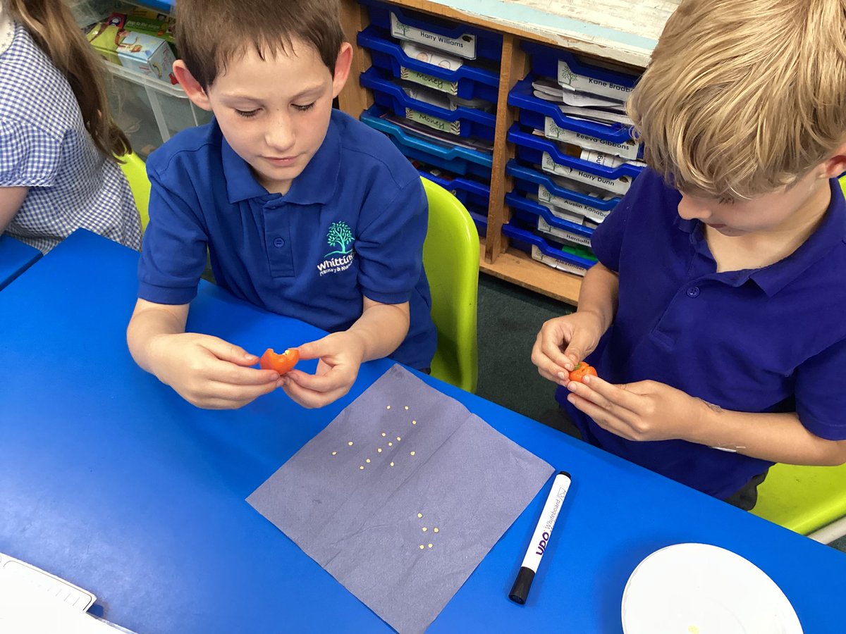 The Shrews have been collecting the seeds from different fruits in order to plant them. They are doing a comparative test to see which seeds germinate the quickest. They can’t wait to find out!