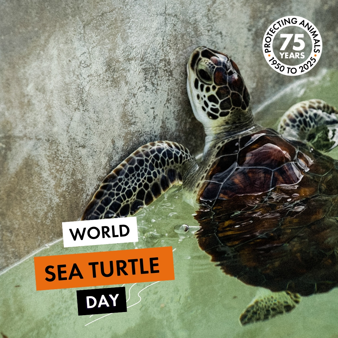 🌊 Sea turtles outlived dinosaurs, but they might not outlive us.

Across Africa, they face shrinking nesting beaches, rising plastic waste, and deadly bycatch.
🐢 Every hatchling lost is a blow to biodiversity.
⚠️ Every turtle trafficked is a life stolen.
🛑 This