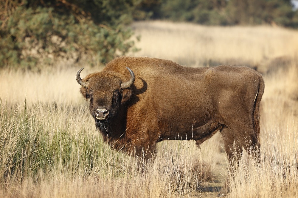 Hoe kunnen mensen en grote wilde #zoogdieren op een goede manier samenleven? Dat onderzoekt <a href="/nwa_WildlifeNL/">WildlifeNL</a> de komende jaren vanuit verschillende invalshoeken. Lees meer 👉 bit.ly/3TuX5Ao