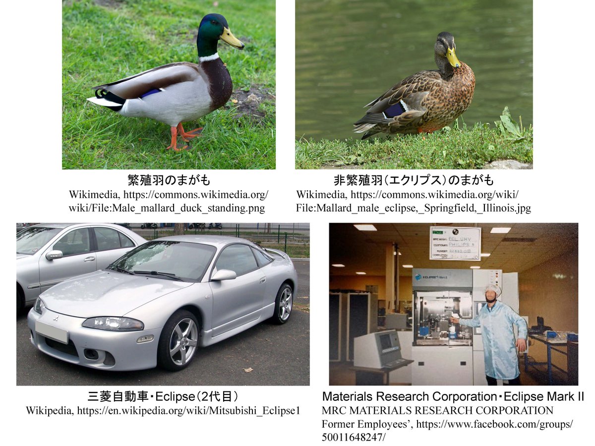 🦆の豆知識。かものオスが繁殖期を終えた後に地味な羽根色になることを