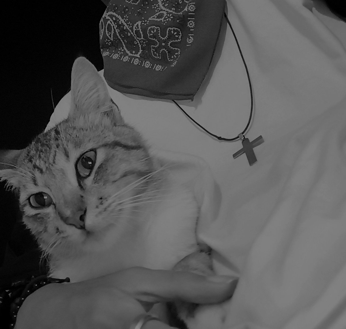 laudyzaddy's tweet photo. me n my catbro againts the world https://t.co/qCDnNHEVYu